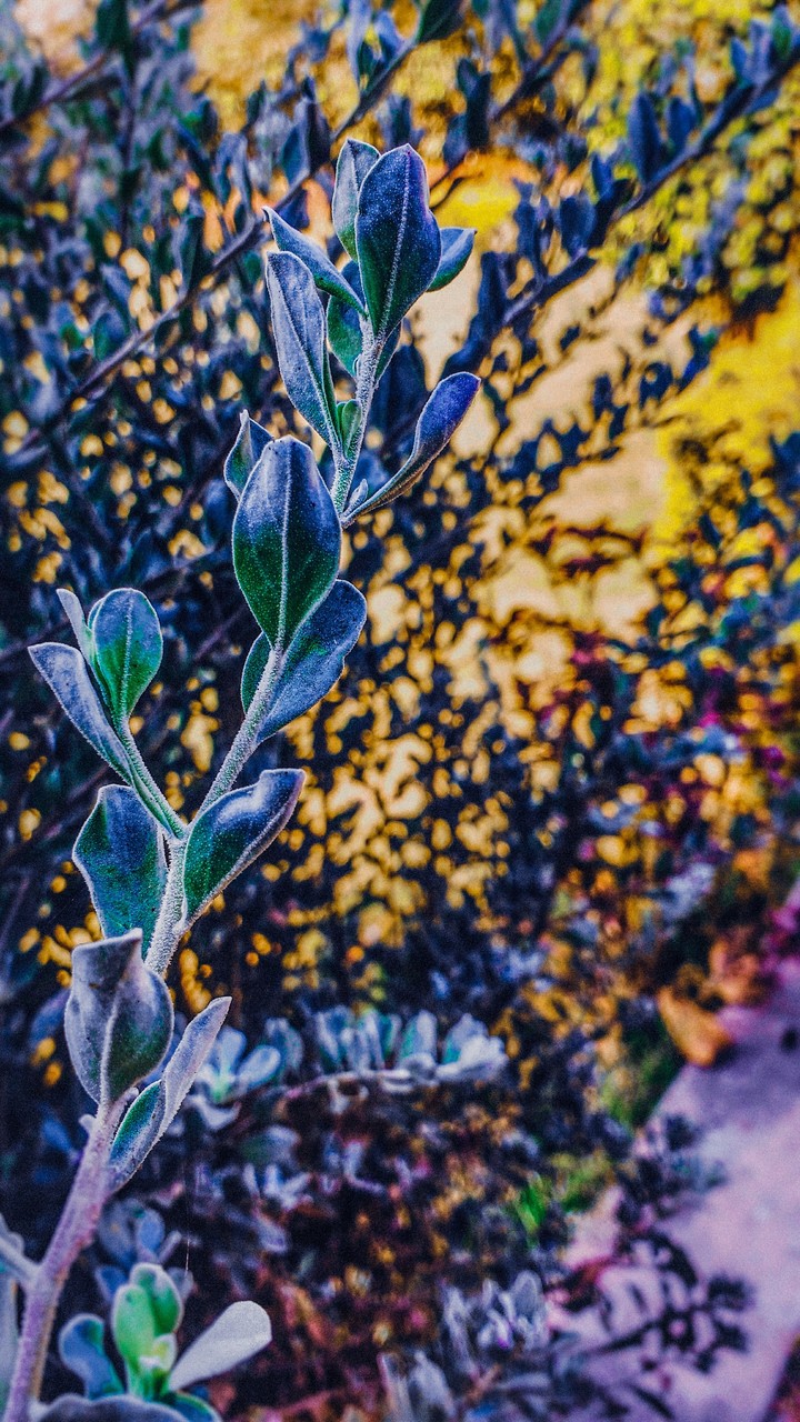 beauty of nature