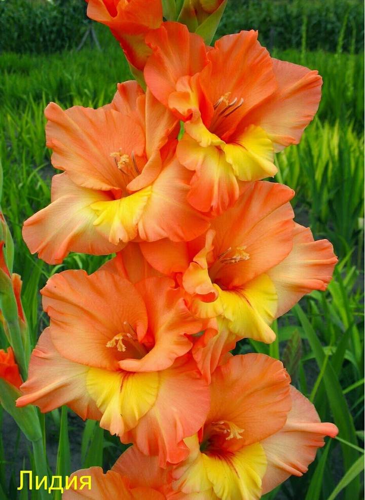 Beautiful Flowers