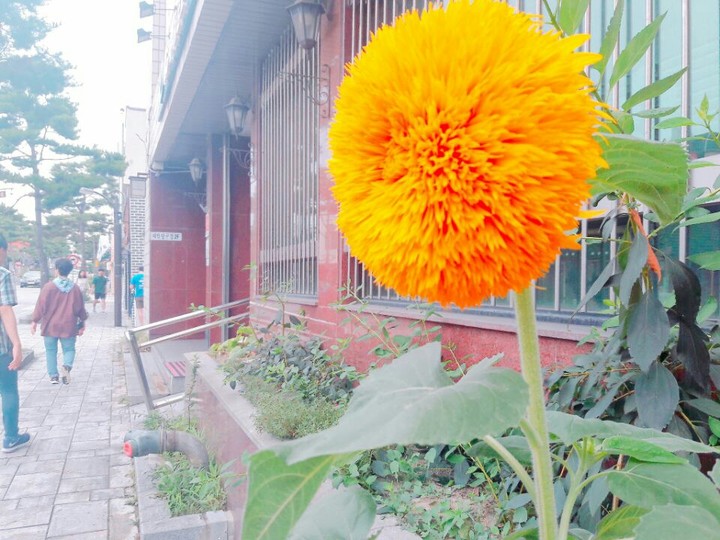 길가의 꽃