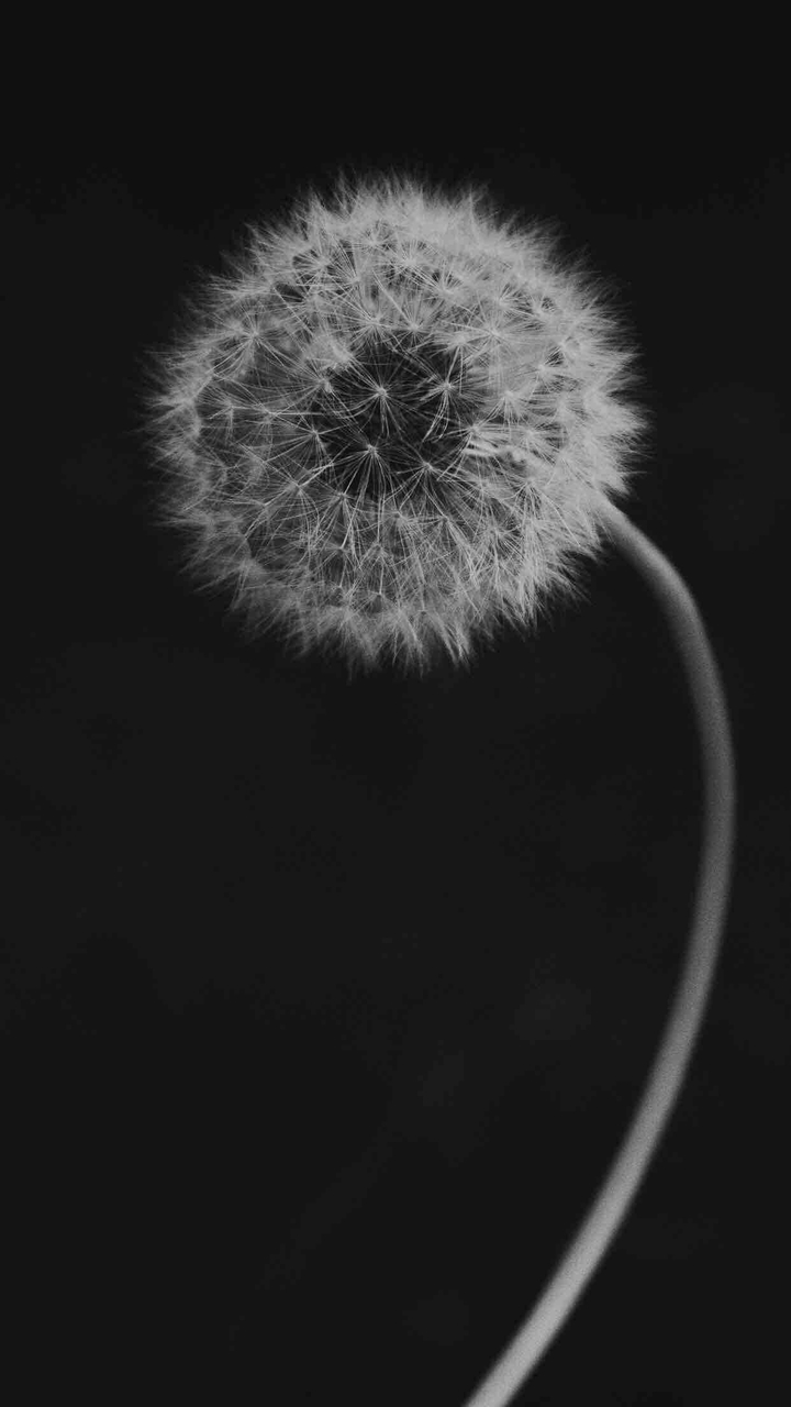 Dandelion