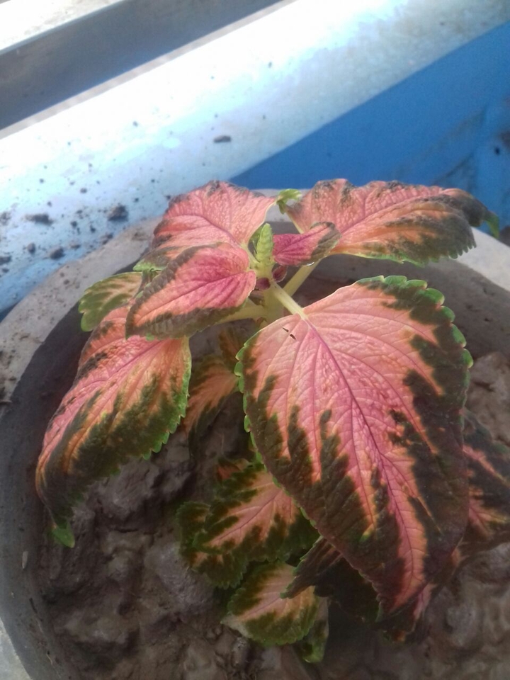 beautiful plant