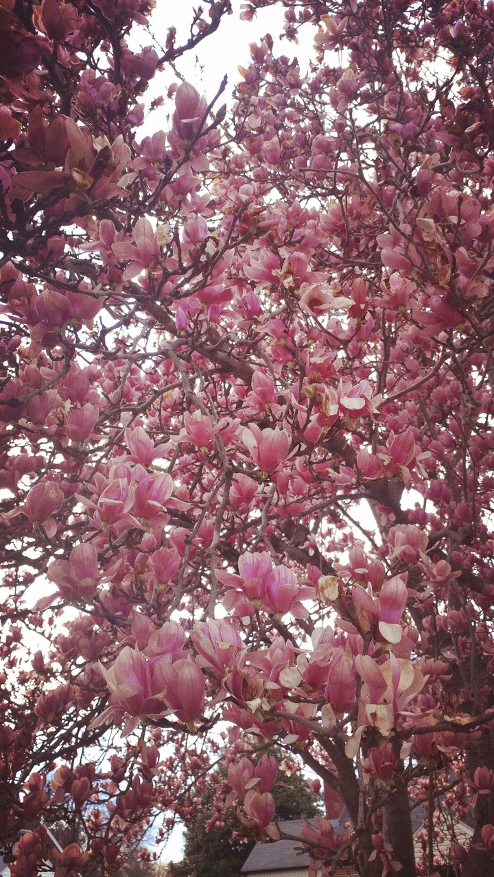 spring is coming