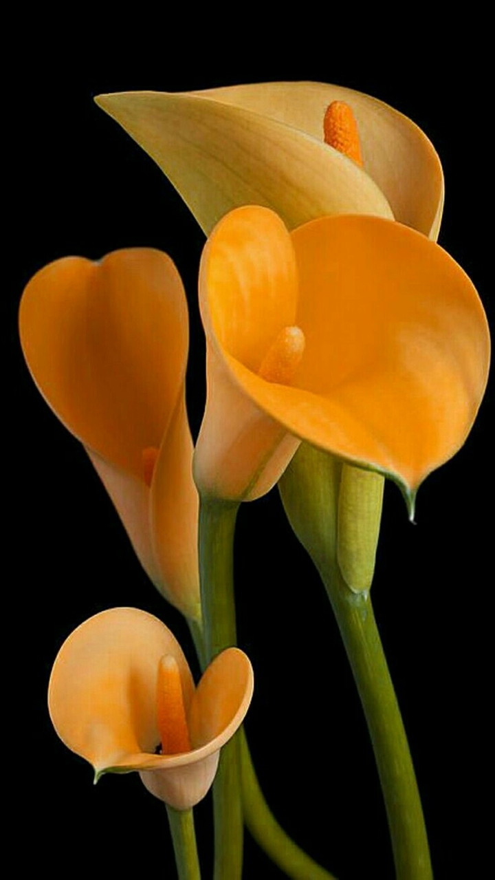 Beautiful flowers