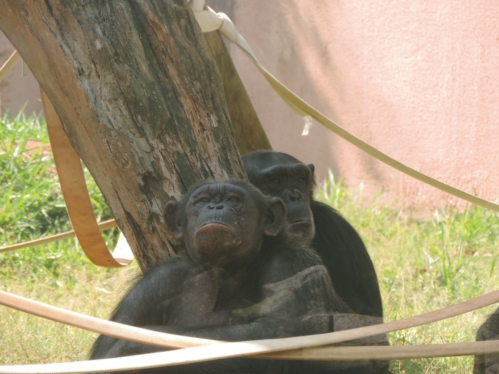 Chimpanzé macaco