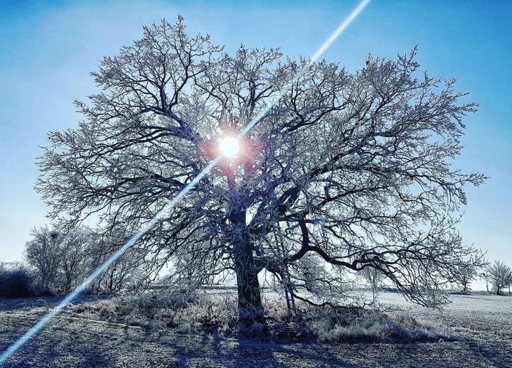 just tree