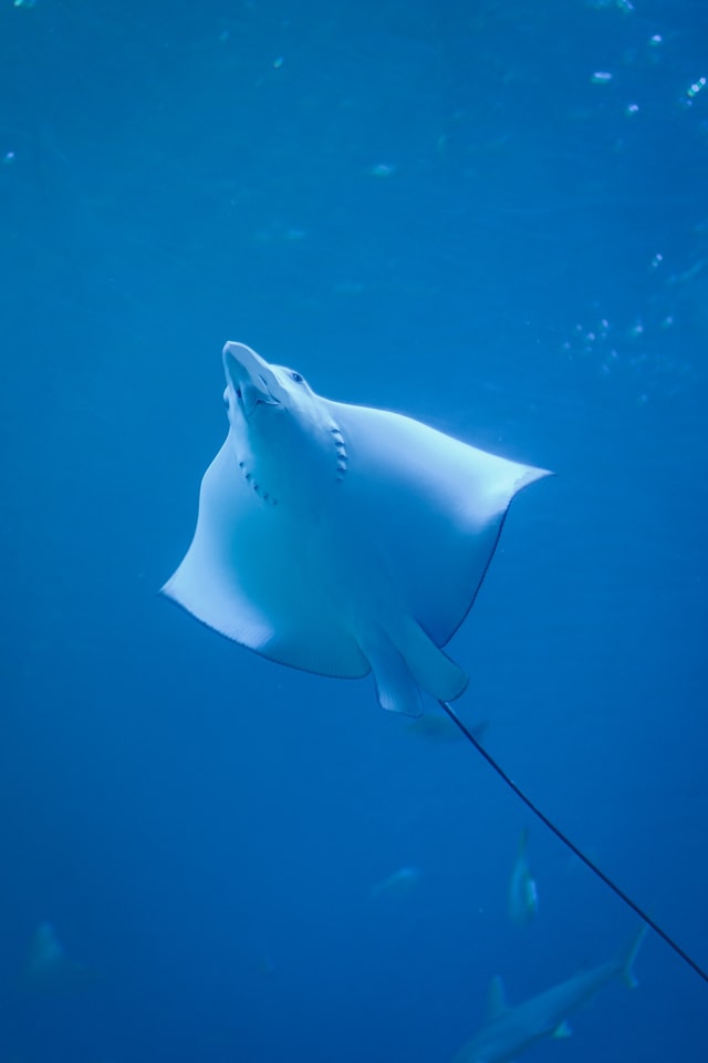 fish