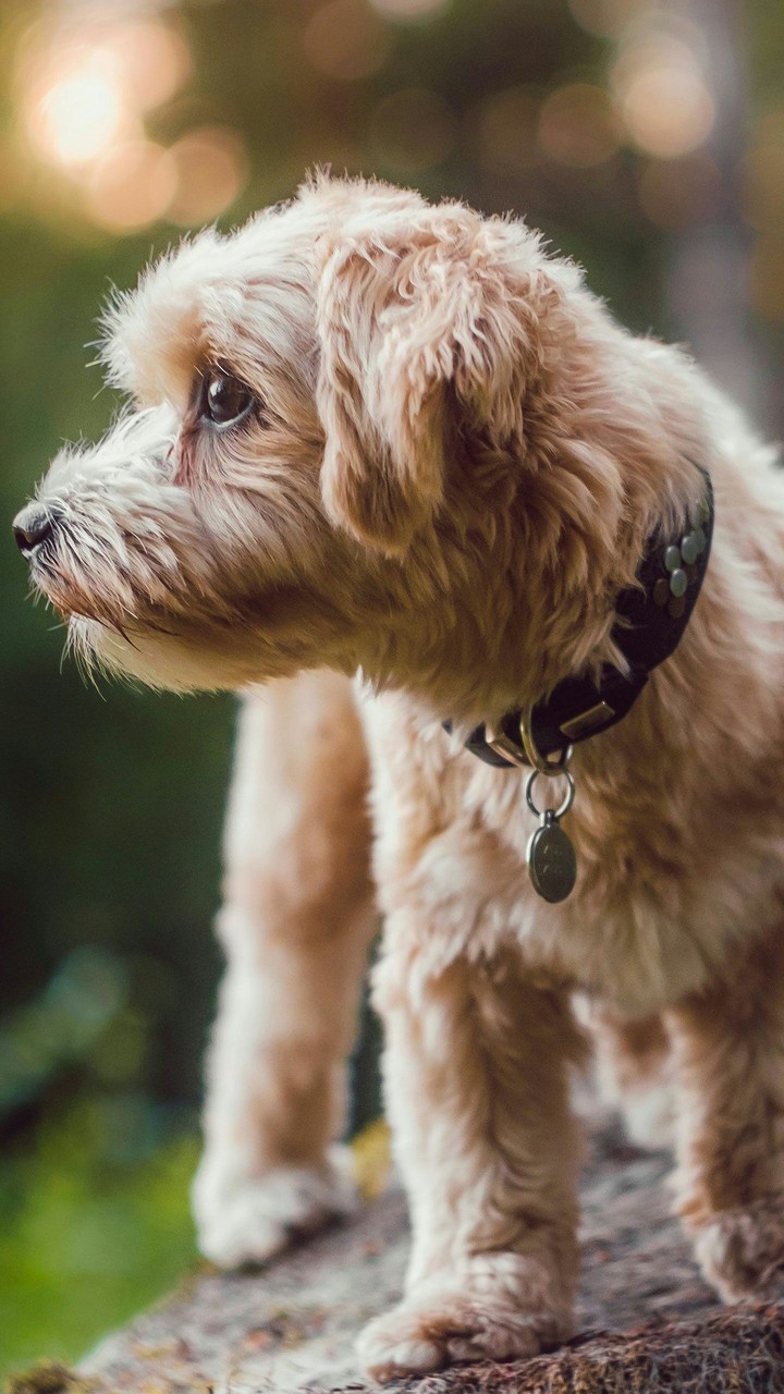 cute dog