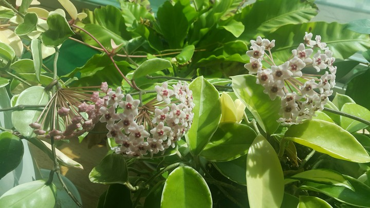 Hoya