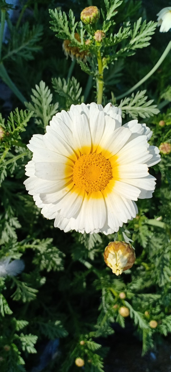 FLOWER 3