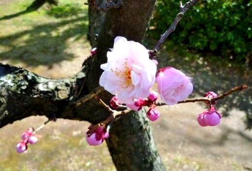 japan ume