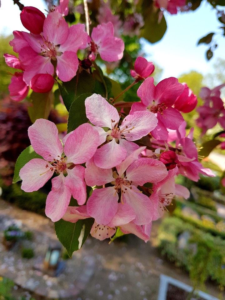 pink dream