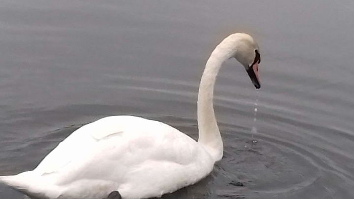 swan