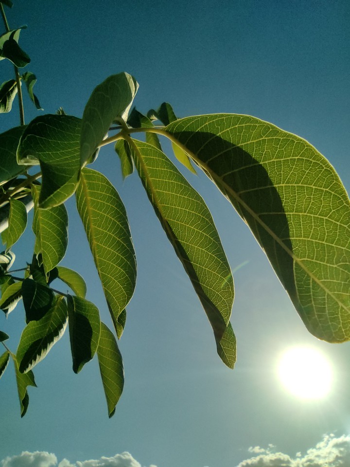 walnut leaves