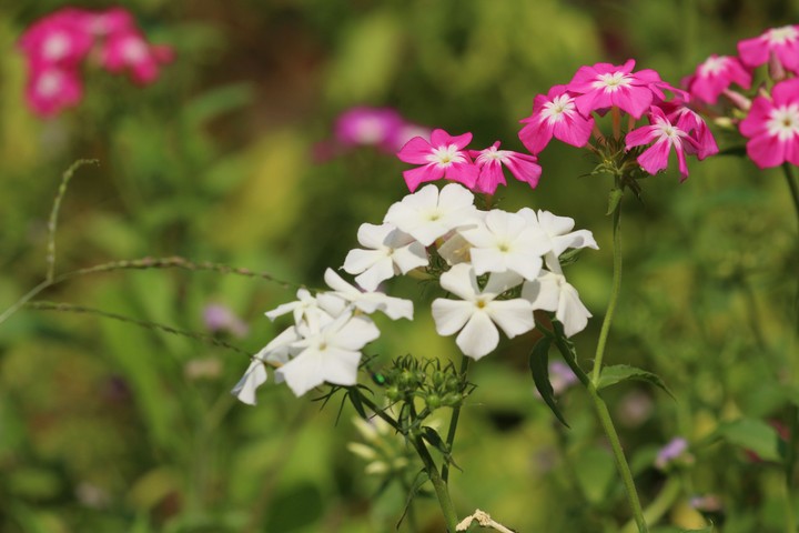 Pink & White Lilly's by #JT photography