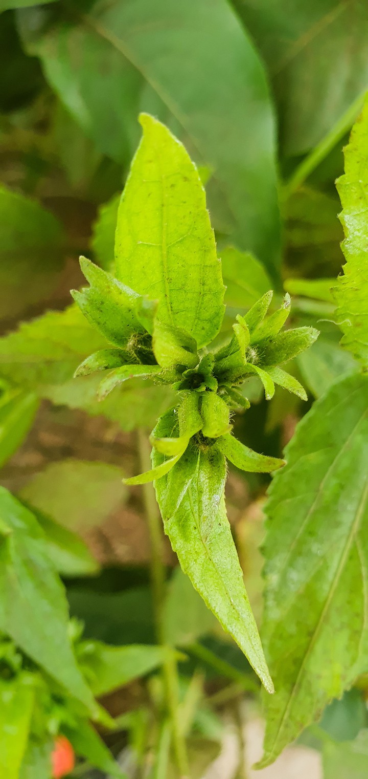 Local Flower