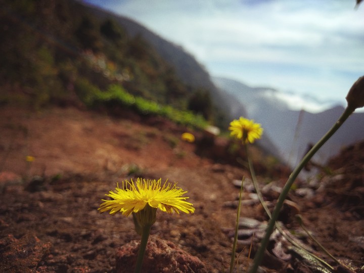 flower