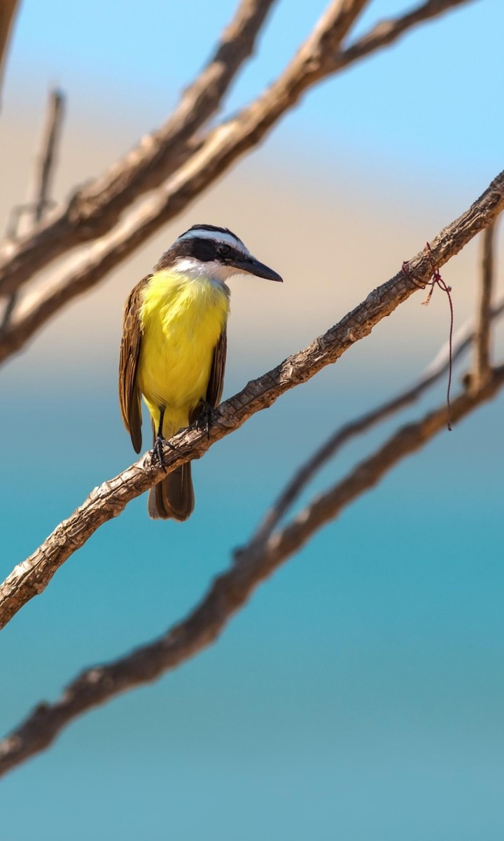 yellow #bird