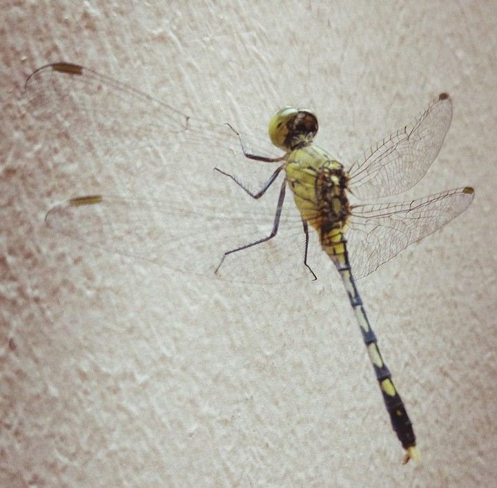 Dragon Fly