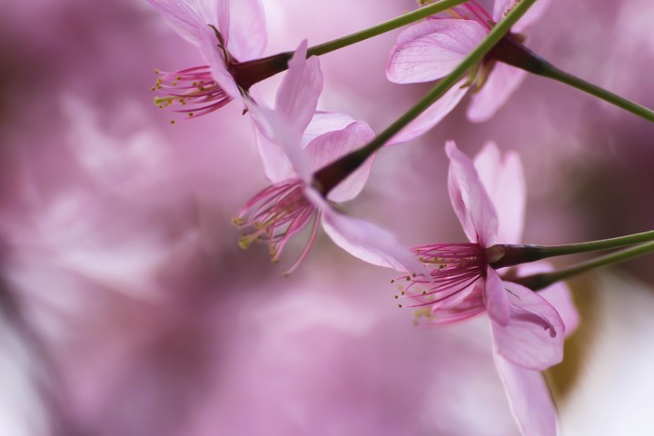 Pink Flowers