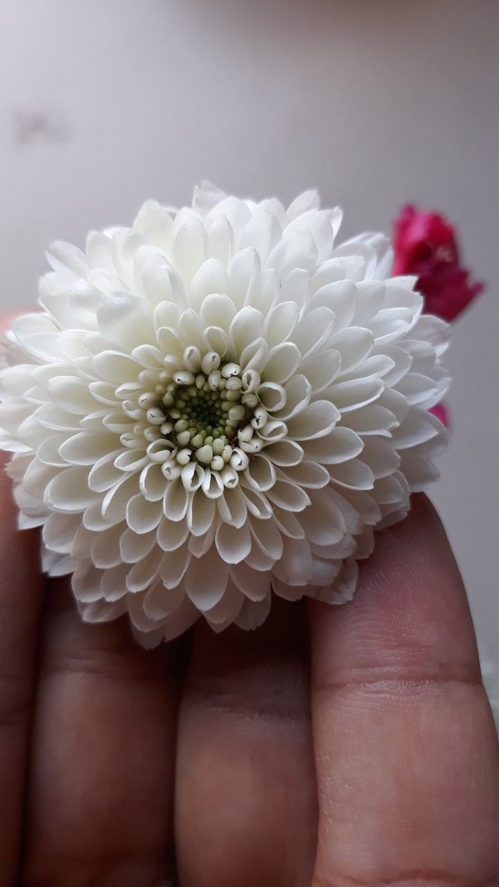 flor branca