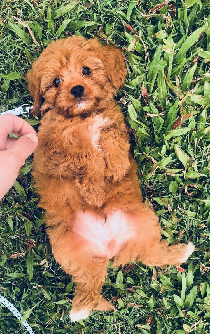 Cute puppy