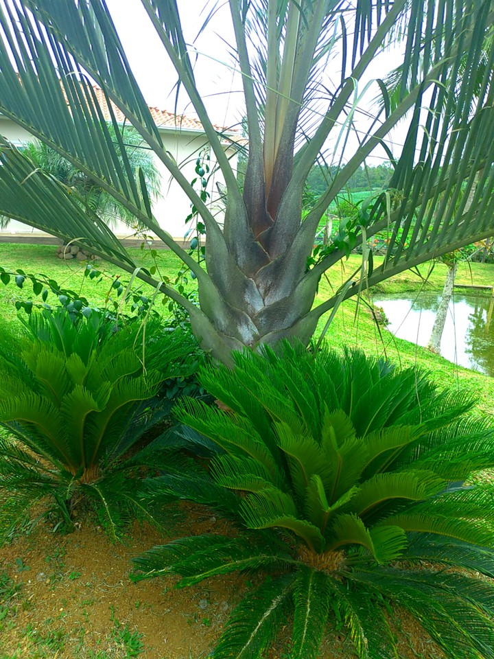 plants