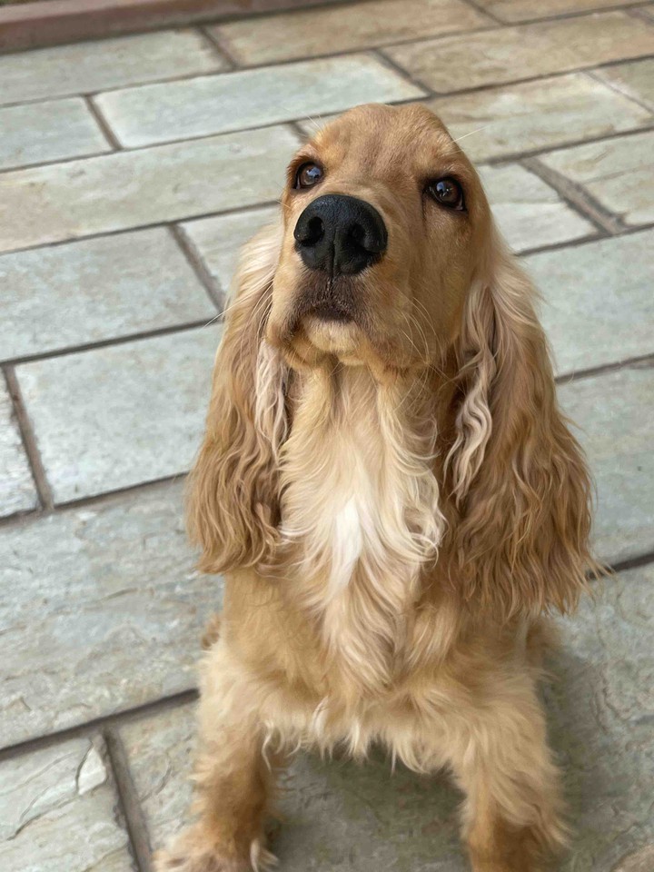 cocker spaniels