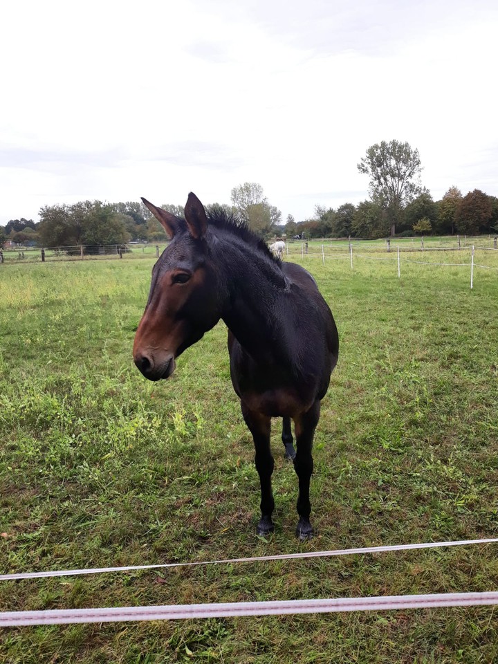 pferd