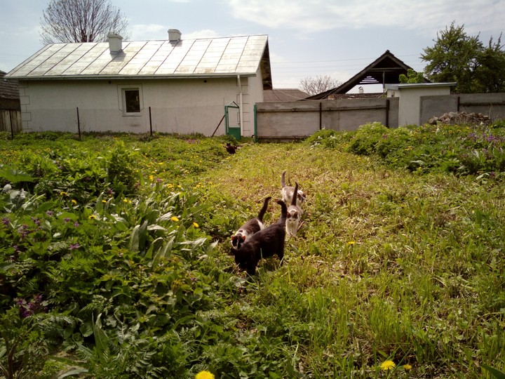 Cats in village