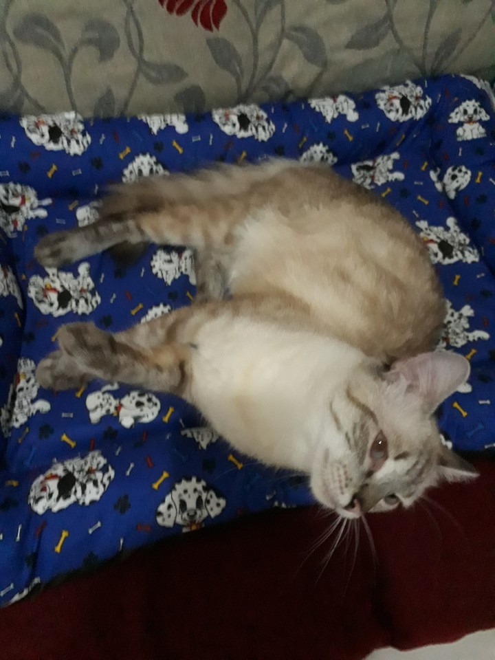 kimycat