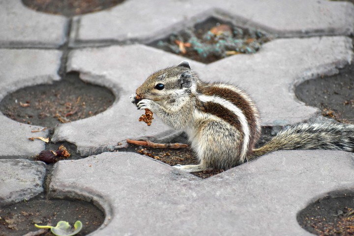 squirrel focus (copyright image)