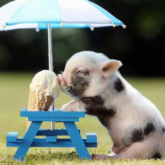 pig