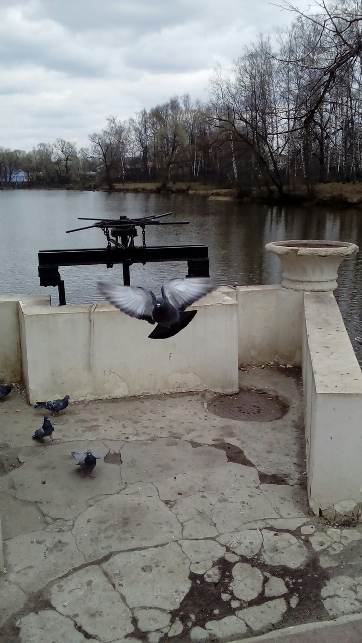 голубь