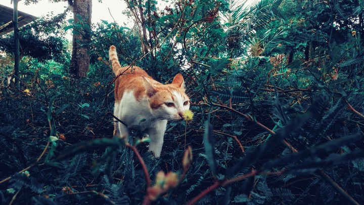 cat