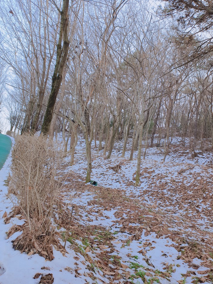 walk in winter