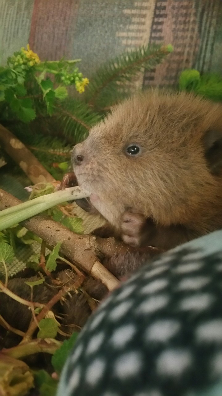 baby beaver
