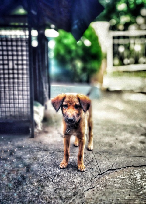 puppy