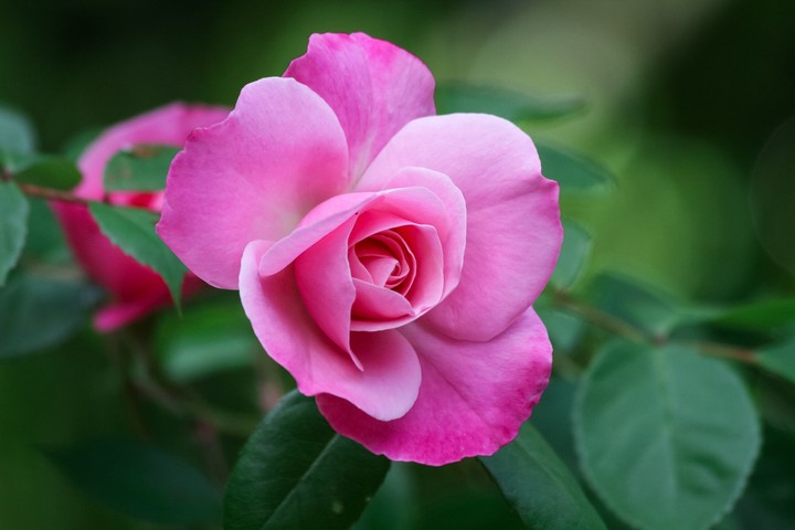 rose