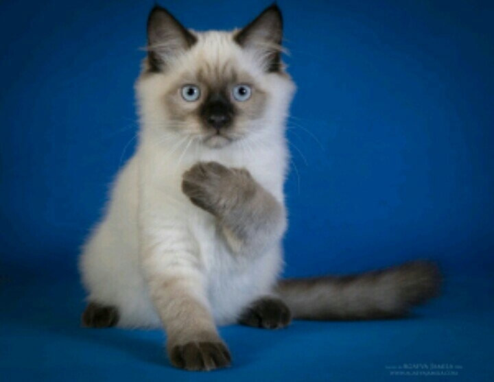 Siamese kitten.