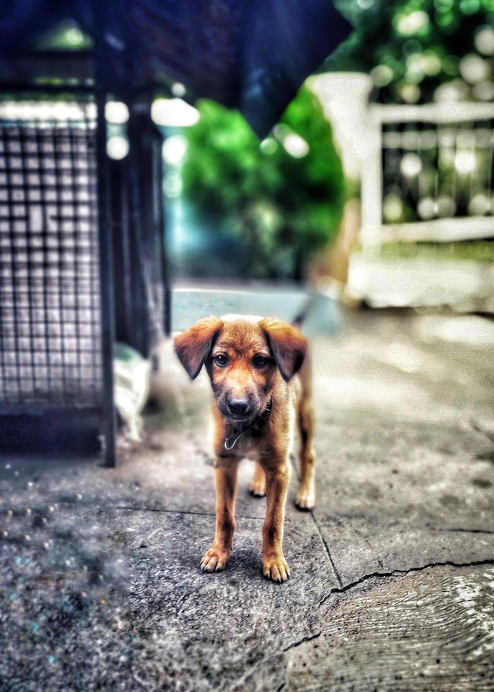 puppy