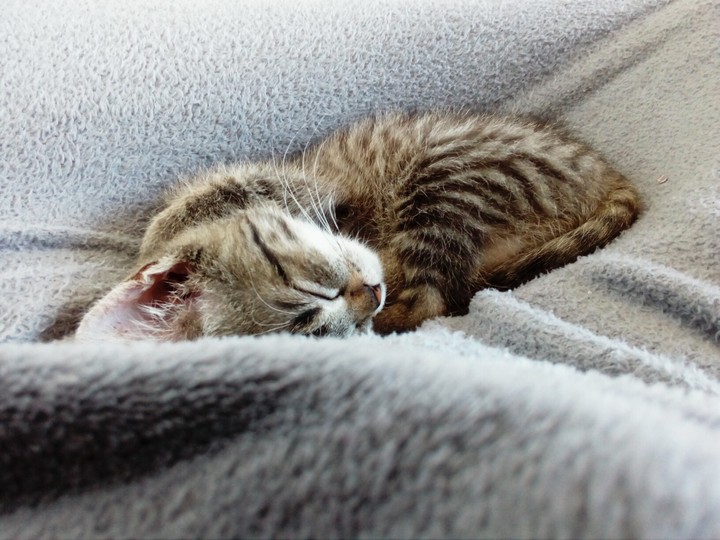 sleepy kitty