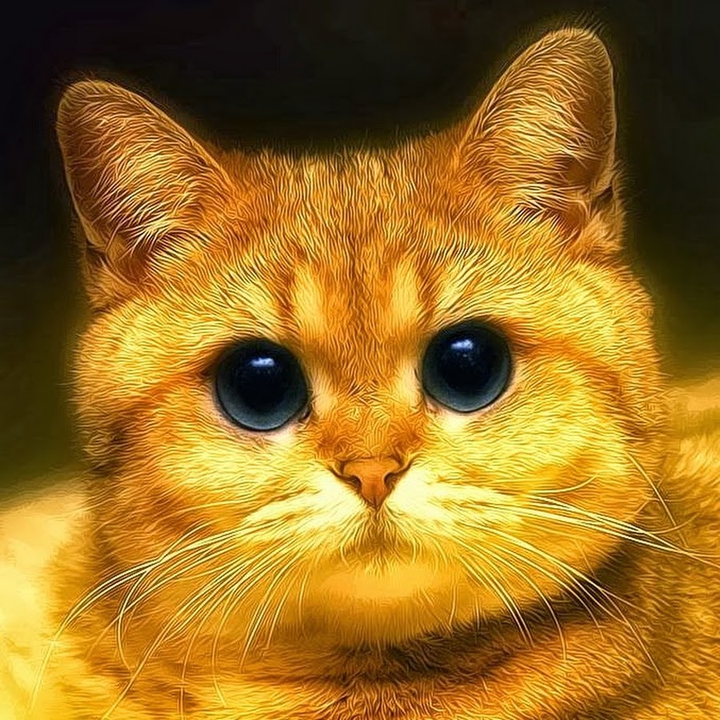 кот