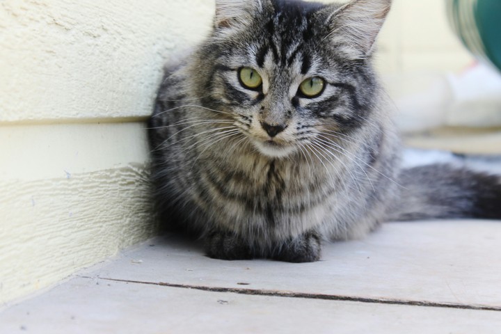 chat de ruelle