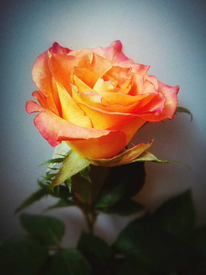 rose