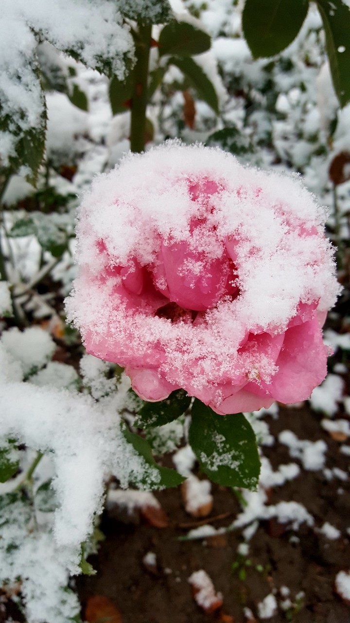 Snow kiss