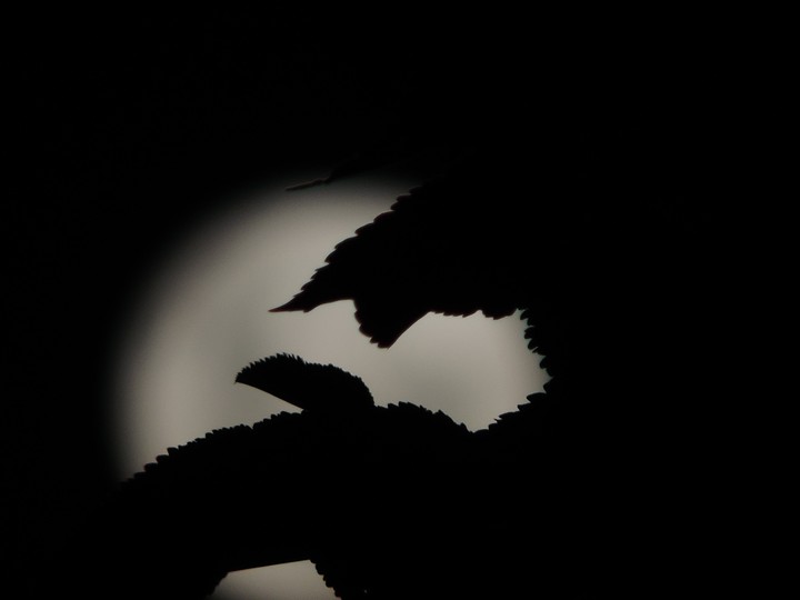 Luna - Moon