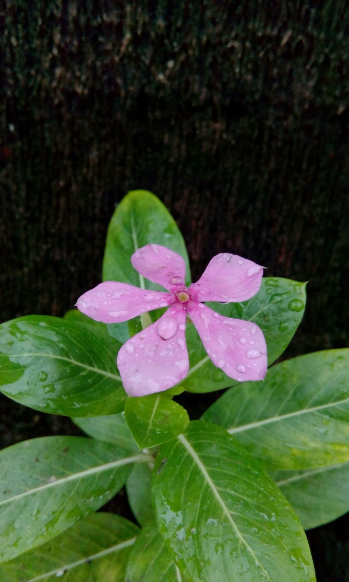 after rain