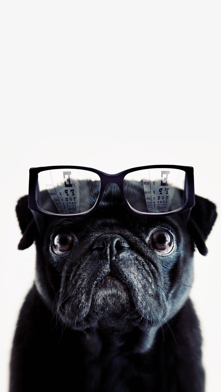 dog, pug