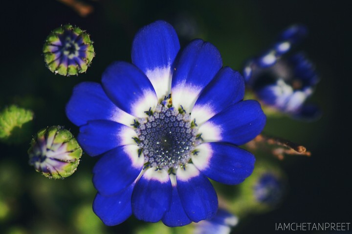 Blue