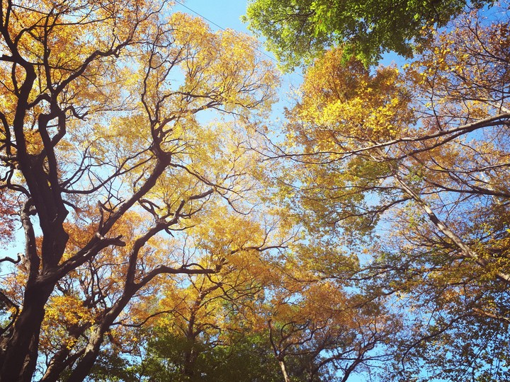 단풍